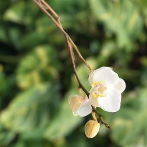 Meet your Posher, Jacqueline